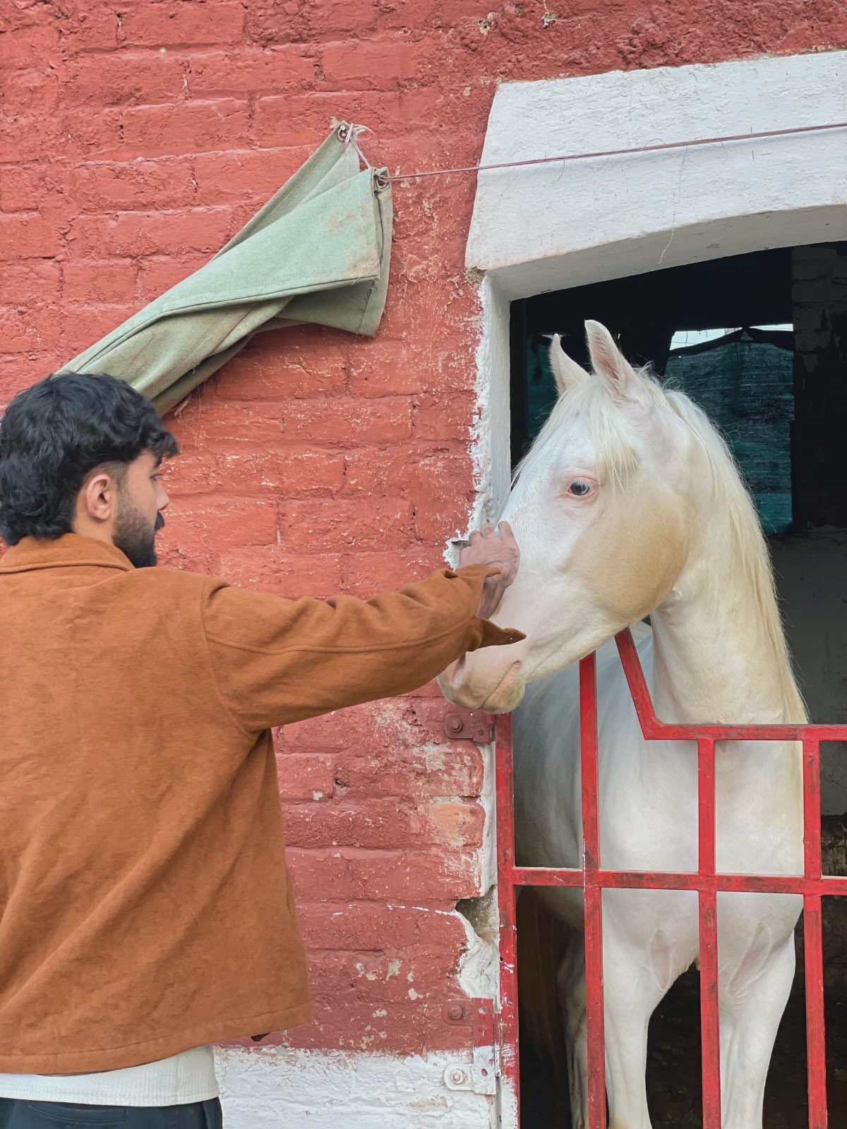 Horse connection